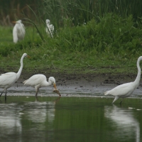 Czapla biała - Ardea alba - Western Great Egret