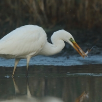 Czapla biała - Ardea alba - Western Great Egret
