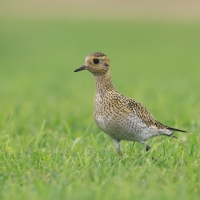 Siewka złota - Pluvialis apricaria - European Golden Plover