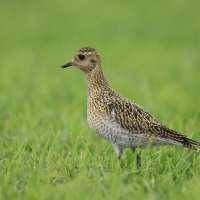 Siewka złota - Pluvialis apricaria - European Golden Plover