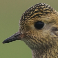 Siewka złota - Pluvialis apricaria - European Golden Plover