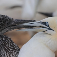 Głuptak - Morus bassanus - Northern Gannet