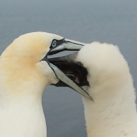 Głuptak - Morus bassanus - Northern Gannet