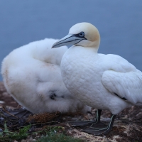 Głuptak - Morus bassanus - Northern Gannet