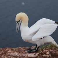 Głuptak - Morus bassanus - Northern Gannet