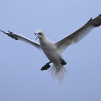Głuptak - Morus bassanus - Northern Gannet