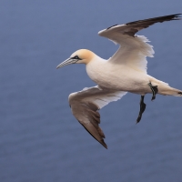 Głuptak - Morus bassanus - Northern Gannet
