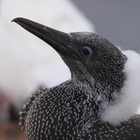 Głuptak - Morus bassanus - Northern Gannet