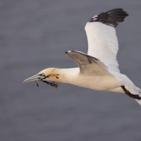 Głuptak - Morus bassanus - Northern Gannet