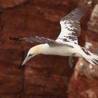 Głuptak - Morus bassanus - Northern Gannet