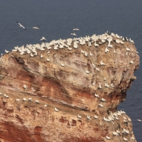 Głuptak - Morus bassanus - Northern Gannet