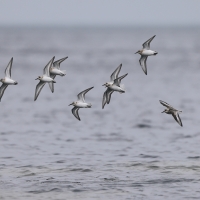 Piaskowiec - Calidris alba - Sanderling