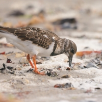Kamusznik - Arenaria interpres - Ruddy Turnstone