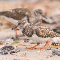 Kamusznik - Arenaria interpres - Ruddy Turnstone