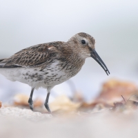 Biegus zmienny - Calidris alpina - Dunlin