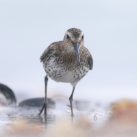 Biegus zmienny - Calidris alpina - Dunlin