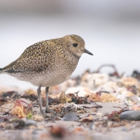 Siewka złota - Pluvialis apricaria - European Golden Plover
