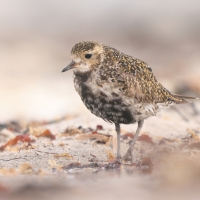 Siewka złota - Pluvialis apricaria - European Golden Plover