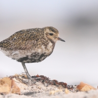 Siewka złota - Pluvialis apricaria - European Golden Plover