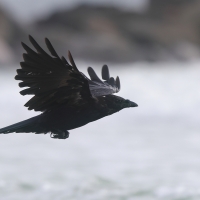 Czarnowron - Corvus corone - Carrion Crow