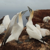 Głuptak - Morus bassanus - Northern Gannet