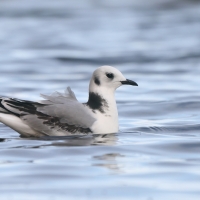 Mewa trójpalczasta - Rissa tridactyla - Black-legged Kittiwake