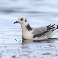 Mewa trójpalczasta - Rissa tridactyla - Black-legged Kittiwake