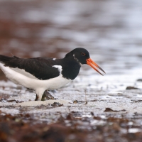 Ostrygojad - Haematopus ostralegus - Eurasian Oystercatcher