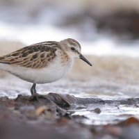 Biegus malutki - Calidris minuta - Little Stint