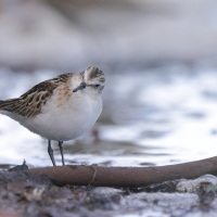 Biegus malutki - Calidris minuta - Little Stint