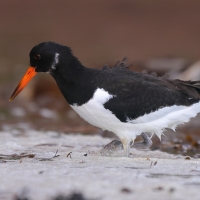 Ostrygojad - Haematopus ostralegus - Eurasian Oystercatcher