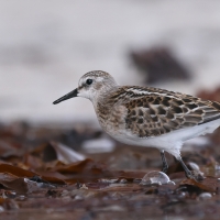 Biegus malutki - Calidris minuta - Little Stint