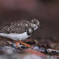 Kamusznik - Arenaria interpres - Ruddy Turnstone