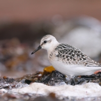 Piaskowiec - Calidris alba - Sanderling