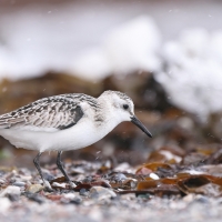 Piaskowiec - Calidris alba - Sanderling
