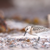 Piaskowiec - Calidris alba - Sanderling