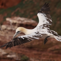 Głuptak - Morus bassanus - Northern Gannet