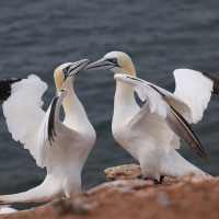 Głuptak - Morus bassanus - Northern Gannet