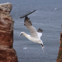 Głuptak - Morus bassanus - Northern Gannet
