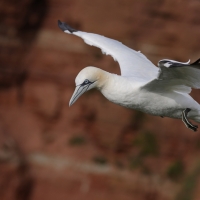 Głuptak - Morus bassanus - Northern Gannet