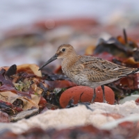 Biegus zmienny - Calidris alpina - Dunlin