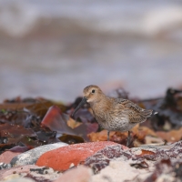 Biegus zmienny - Calidris alpina - Dunlin