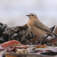 Białorzytka - Oenanthe oenanthe - Northern Wheatear