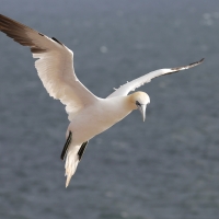 Głuptak - Morus bassanus - Northern Gannet