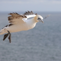 Głuptak - Morus bassanus - Northern Gannet