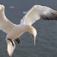 Głuptak - Morus bassanus - Northern Gannet