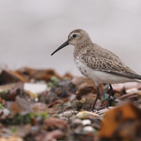 Biegus zmienny - Calidris alpina - Dunlin