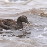 Edredon - Somateria mollissima - Common Eider