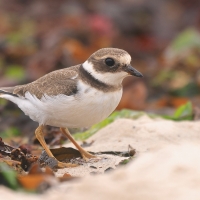 Sieweczka obrożna - Charadrius hiaticula - Common Ringed Plover