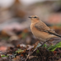 Białorzytka - Oenanthe oenanthe - Northern Wheatear